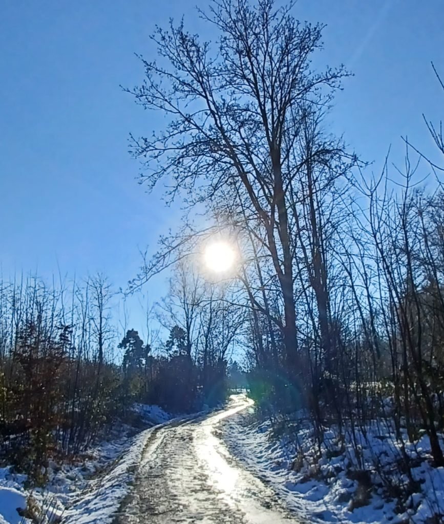 baum mit wintersonne baum mit wintersonne